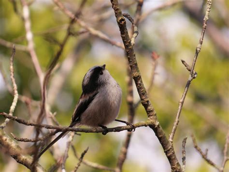 庭 鳥|庭に来る鳥の名前を調べる